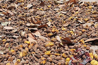 cashew apples spread for drying and subsequent storage prior to reconstitution in water and later fermentation, Mozambique