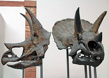 Original Triceratops skulls