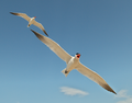 Two Caspian terns in flight