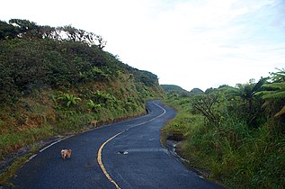 Winding road at El Yunque