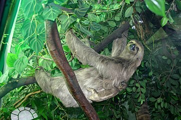 Pale Throated Sloth (Bradypus tridactylus)