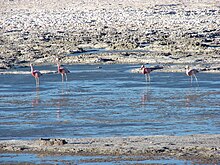 Andean flamingos in the Salar de Pedernales