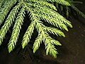 Image 26Araucariaceae: awl-like leaves of Cook pine (Araucaria columnaris) (from Conifer)