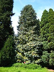 Chamaecyparis lawsoniana tree in the Arboretum de Chèvreloup