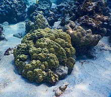 This is an underwater photograph of coral and sand in Kealakekua Bay. Rocks, a fish, and two sea urchins are also in the scene.