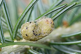 Larva forming cocoon in pine tree