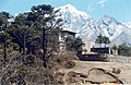 Himalaya-Tanne (Abies spectabilis) am Mount Everest