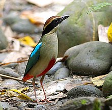 White bird with red belly stands in dried river bed with smooth boulders