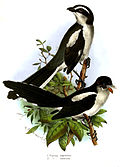São-Tomé-Würger (Lanius newtoni) Untere Abbildung