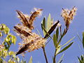 Nerium oleander (dehiscence)