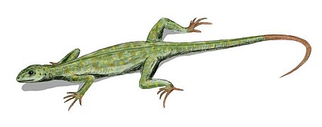 Petrolacosaurus, the earliest known diapsid reptile, lived during the late Carboniferous.