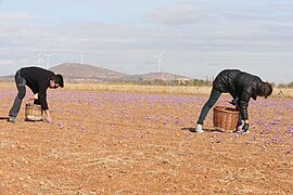 Harvest of saffron flowers in Madridejos