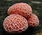 A group of three convex red-pink objects with a network of lighter-colored whitish or light pink ridges on the surface, clustered together and growing out of the side of a log.