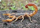 Hottentotta tamulus, the Indian red scorpion