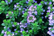 The essential oil of common thyme (Thymus vulgaris), contains the monoterpene thymol, an antiseptic and antifungal.[16]