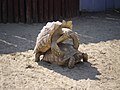 Pair of African spurred tortoises mate in a zoo
