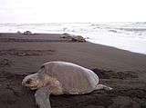 Sea turtle at Las Baulas Marine National Park.