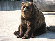 A bear in the zoo of the Jardin d'Acclimatation.