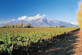 Vineyard near the Andes
