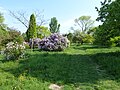 Lilacs in the Arboretum de l'École du Breuil.