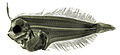 Scaldfish (Arnoglossus laterna) larva