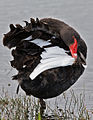 Black swan preening
