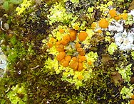 Cluster of bright orange lichen interspersed with yellow and white parts on a green mossy background.