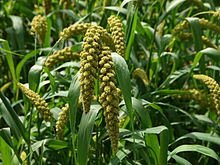 A close-up of a field of foxtail millet plants