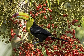 Keel-billed toucan (Ramphastos sulfuratus sulfuratus) on foxtail palm (Wodyetia bifurcata) (SDG 15)