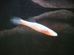 Amblyopsis spelaea (the northern cavefish) is a blind species of cave fish.
