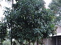 Tree with unripe fruits