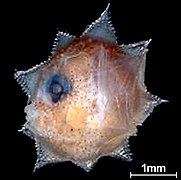 A 2.7mm long larva of the ocean sunfish, Mola mola,