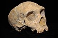 Gesichtsschädel, Schläfenbein und Scheitelbein eines 1848 bei Gibraltar entdeckten Neandertalers