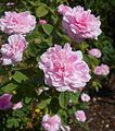 ‘Rose de Meaux’, vor 1800 ?