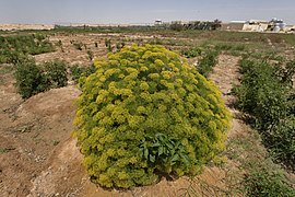 Small farm with blooming fennel in Al Kharrara