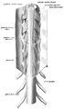 The spinal cord with dura cut open, showing the exits of the spinal nerves