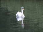 A mute swan in South Park