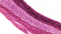 Trachea (mammal) cross-section high resolution