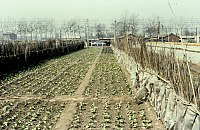 An example of a people's commune collective farm