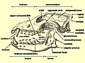 Image 7Diagram of a wolf skull with key features labelled (from Domestication of the dog)