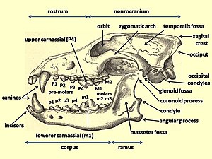 Incisors at the front, followed by canines, followed by premolars, followed by molars at the back