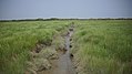Salzwiesen auf Baltrum mit Entwässerungsgraben