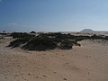 Sanddünen-Nationalpark bei Corralejo