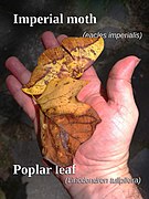 Imperial moth camouflaged on leaf