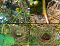New Holland honeyeater nest, eggs and chicks, Western Australia