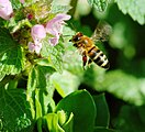 Flying honeybee with red pollen in pollen basket, likely on henbit