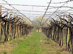 Vines in Colognola