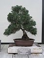 Pinus thunbergiana var. corticata bonsai