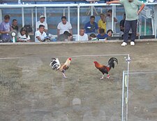 Confronting gamefowls for "sabong" (fighting)