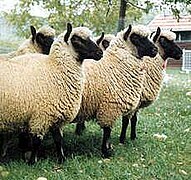 UK Clun ewes imported to the Netherlands